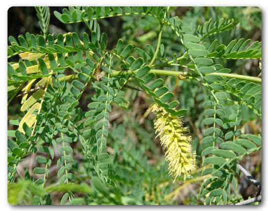  Telangana State tree, Jammi Chettu, Prosopis cineraria